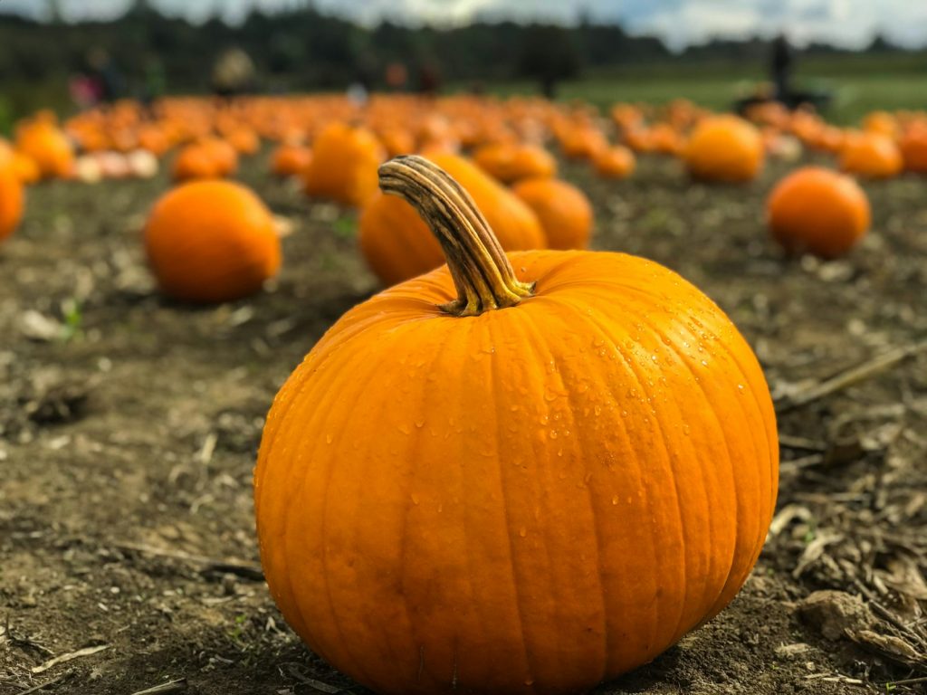 Fall Family Fun: Pumpkin Patches, Corn Mazes and Harvest Festivals Near Littleton