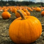 Fall Family Fun: Pumpkin Patches, Corn Mazes and Harvest Festivals Near Littleton